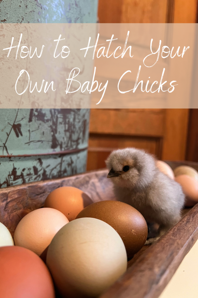 chick among farm fresh eggs 