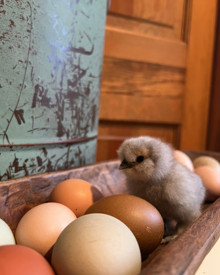 silkie chick among eggs