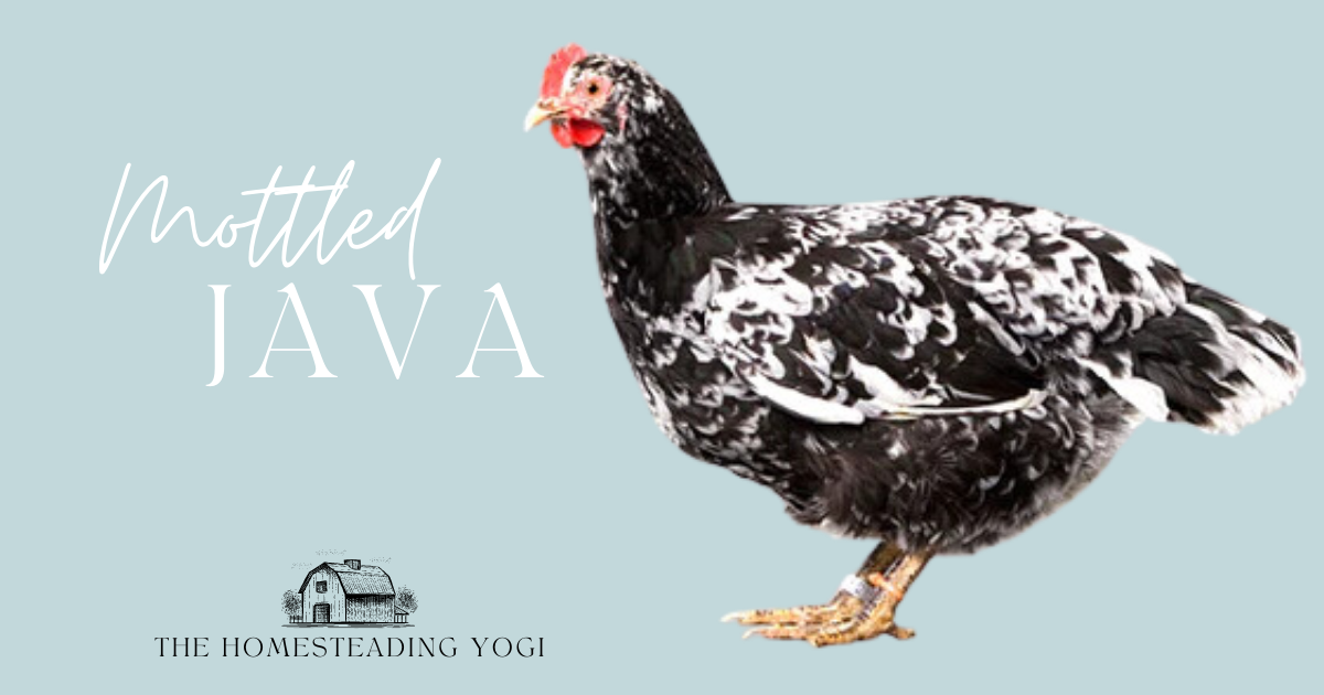 Mottled Java Chicken