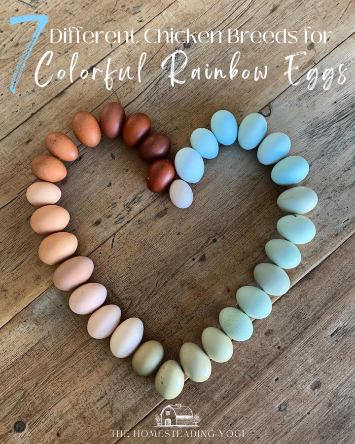 rainbow eggs in the shape of a heart