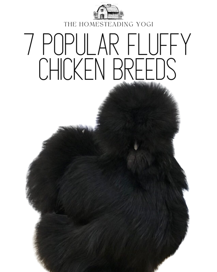 black fluffy chicken